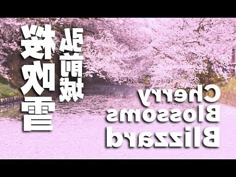 櫻花 風水